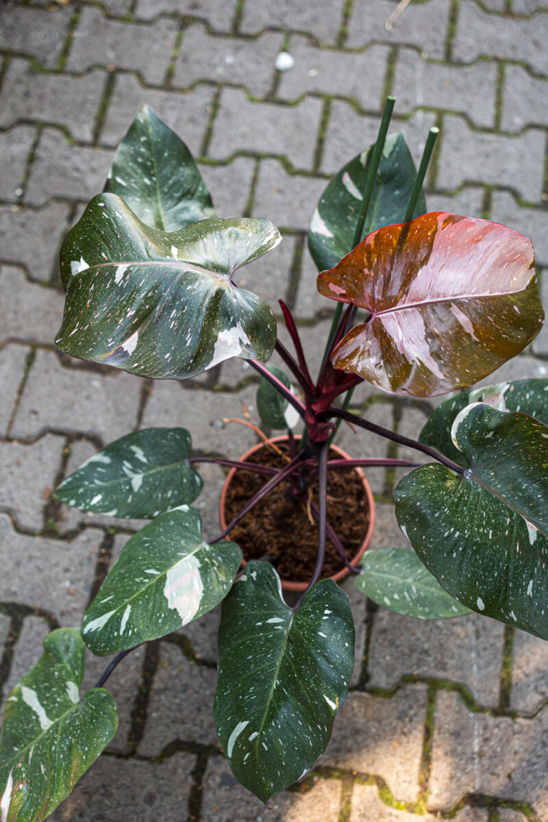 Philodendron Red Anderson