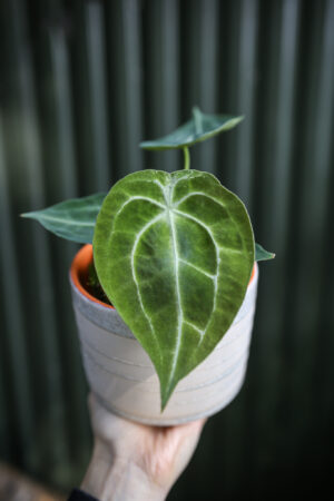Anthurium forgetii White stripes