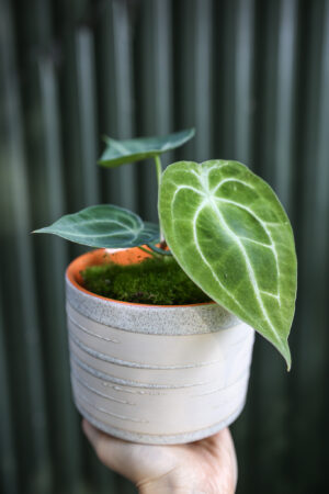 Anthurium forgetii White stripes