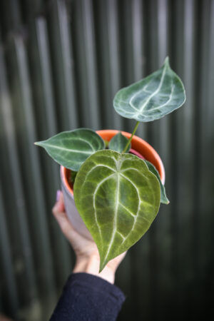 Anthurium forgetii White stripes