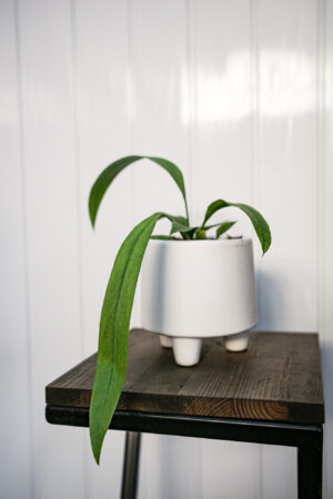 Anthurium Vittarifolium