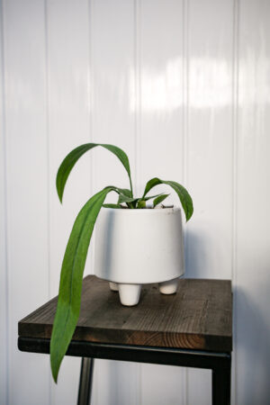 Anthurium Vittarifolium