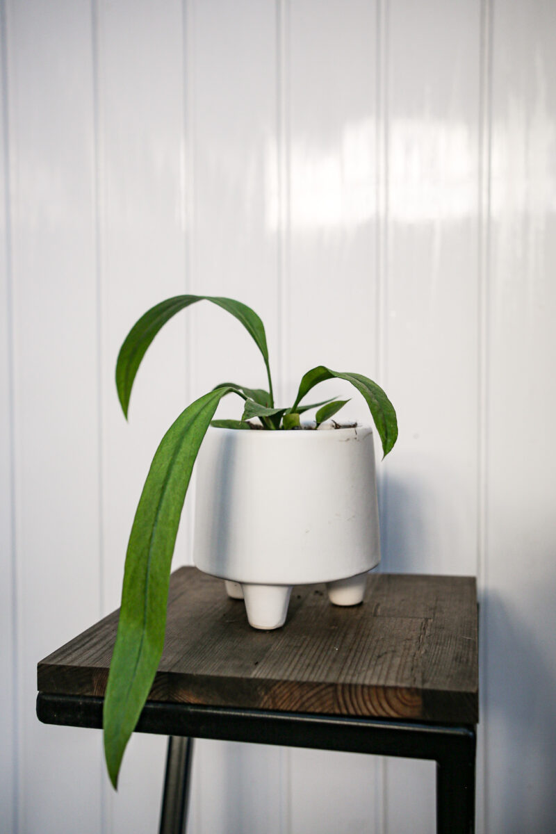 Anthurium Vittarifolium