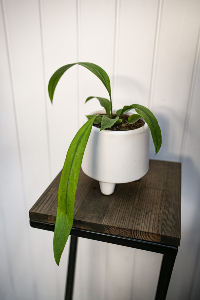 Anthurium Vittarifolium