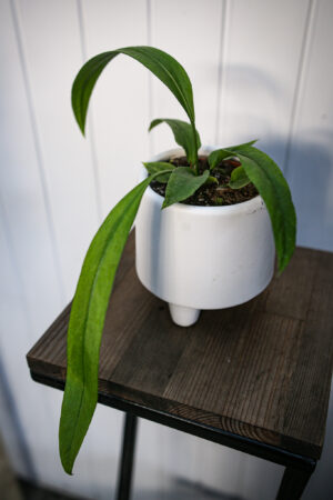 Anthurium Vittarifolium