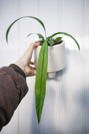 Anthurium Vittarifolium