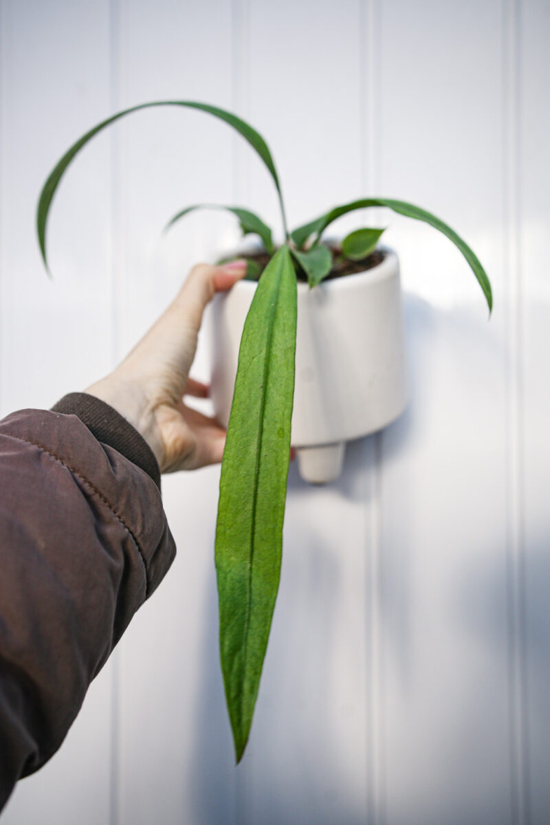 Anthurium Vittarifolium