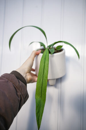 Anthurium Vittarifolium