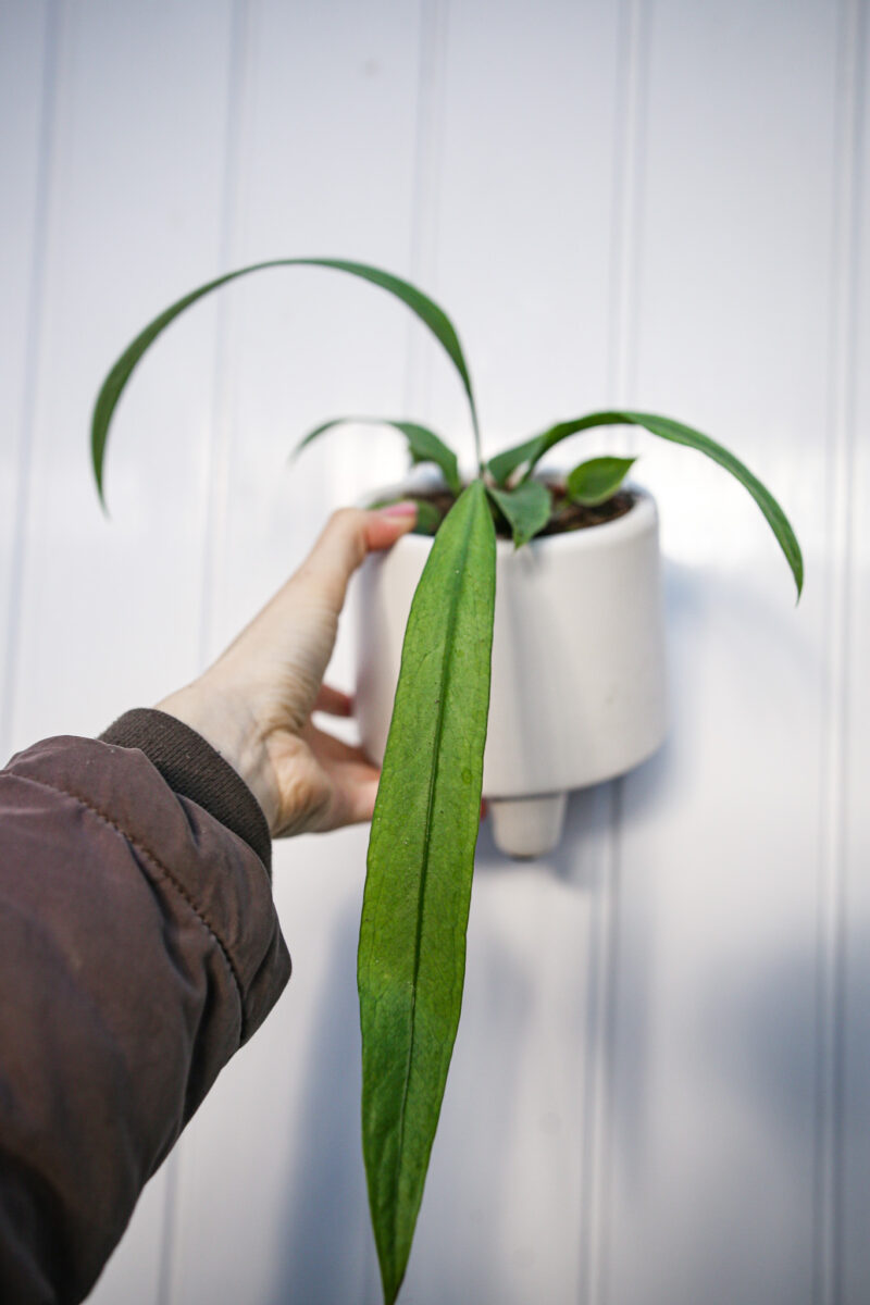 Anthurium Vittarifolium
