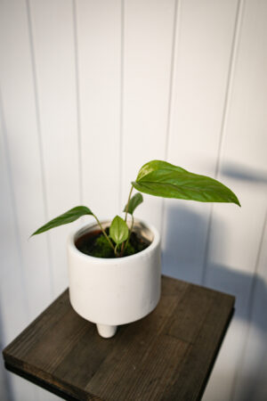 Anthurium Pedatum