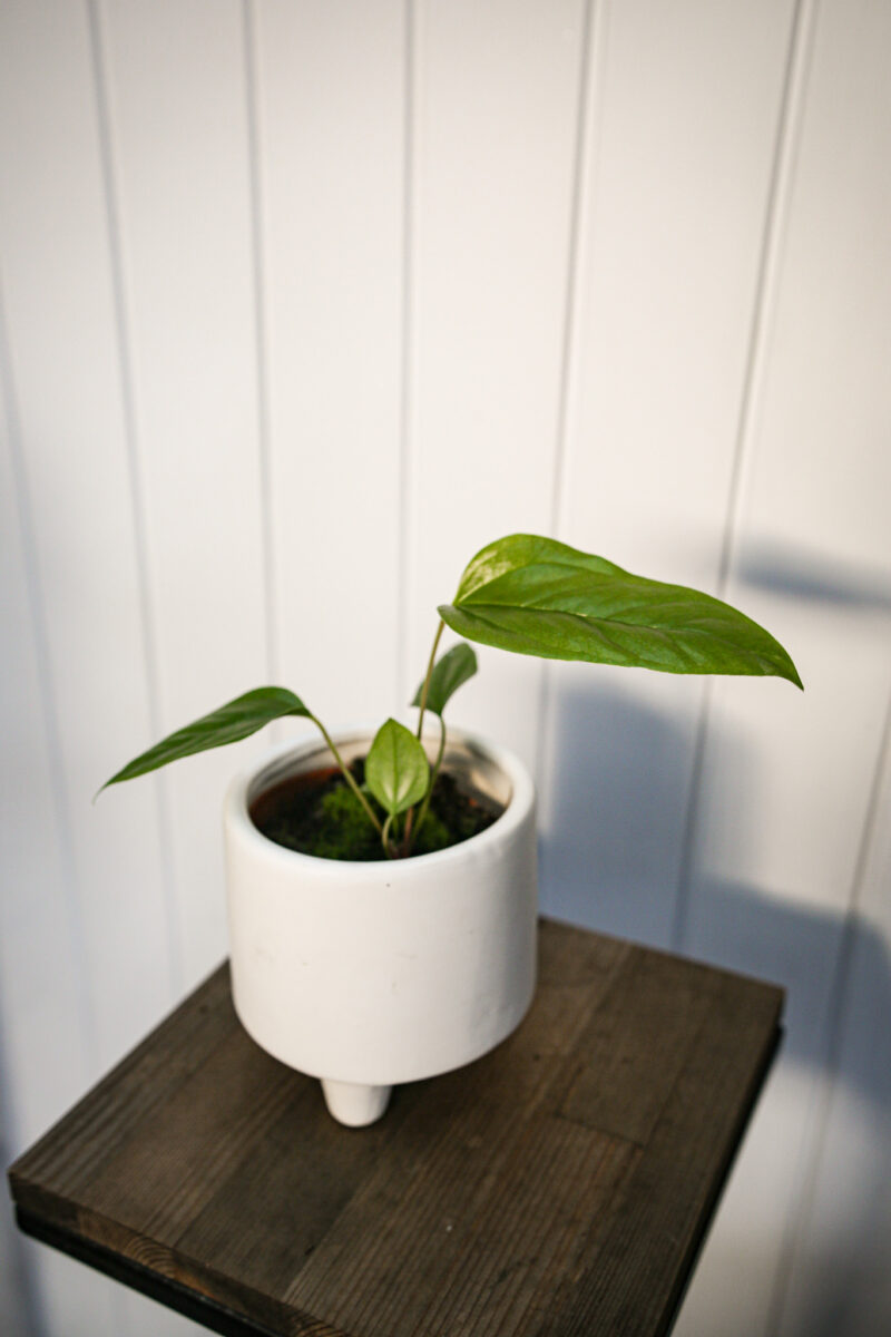 Anthurium Pedatum
