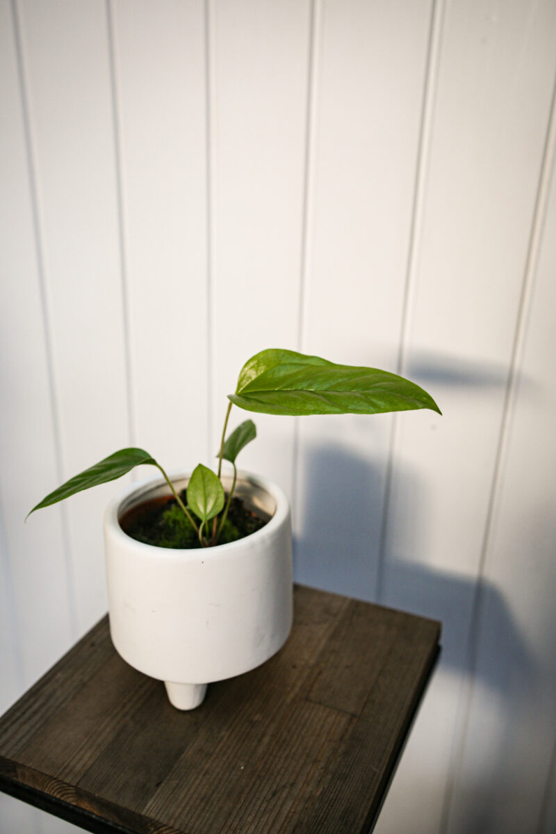 Anthurium Pedatum