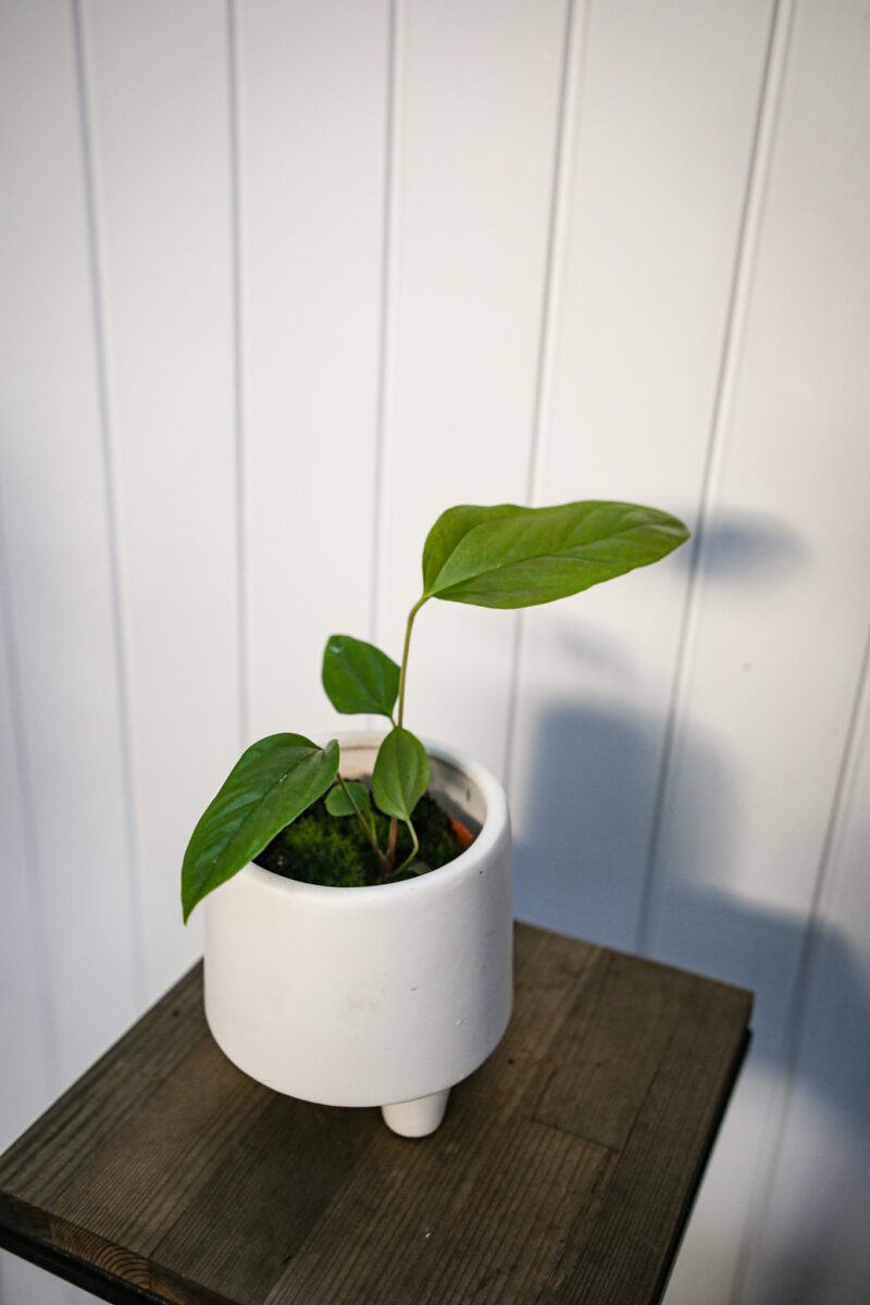 Anthurium Pedatum