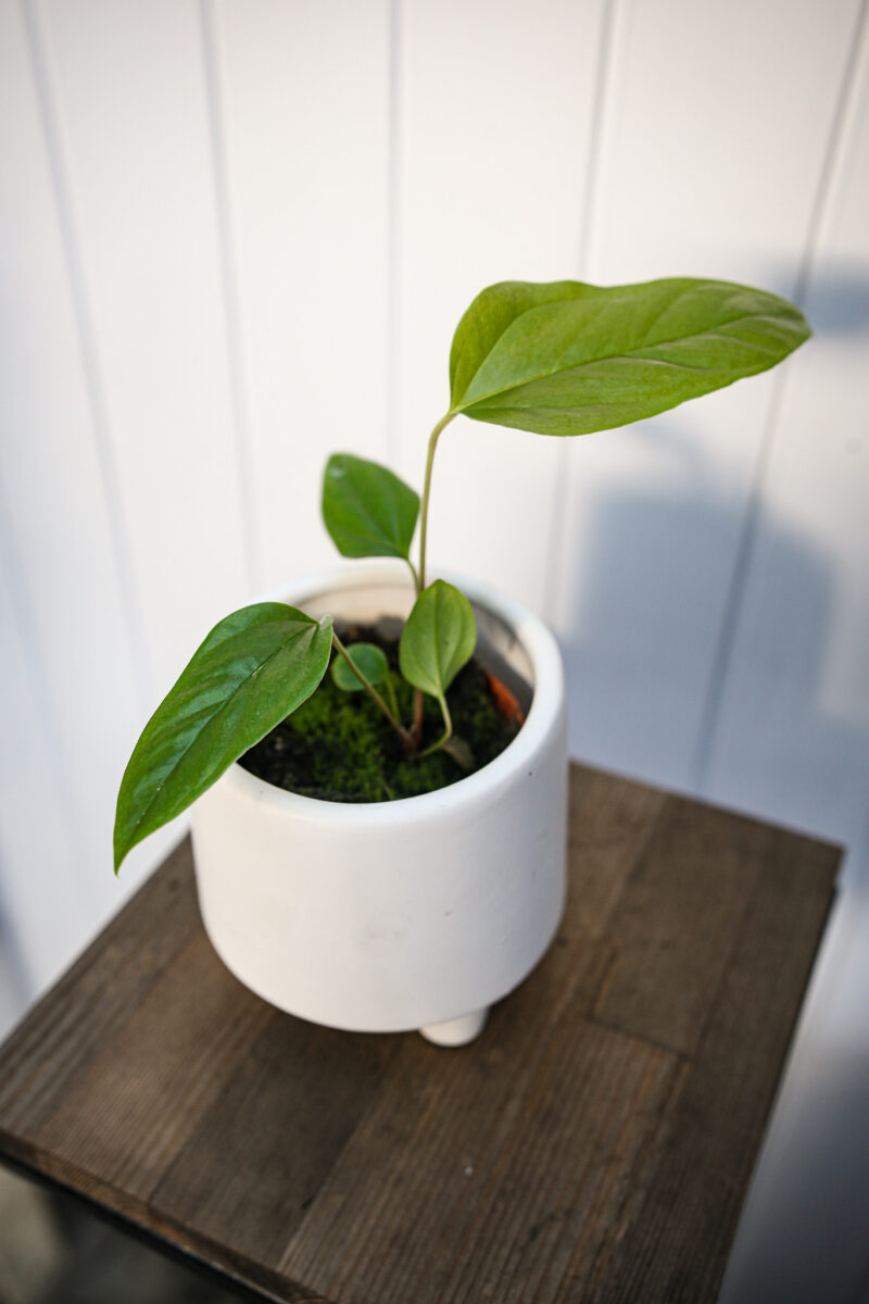 Anthurium Pedatum