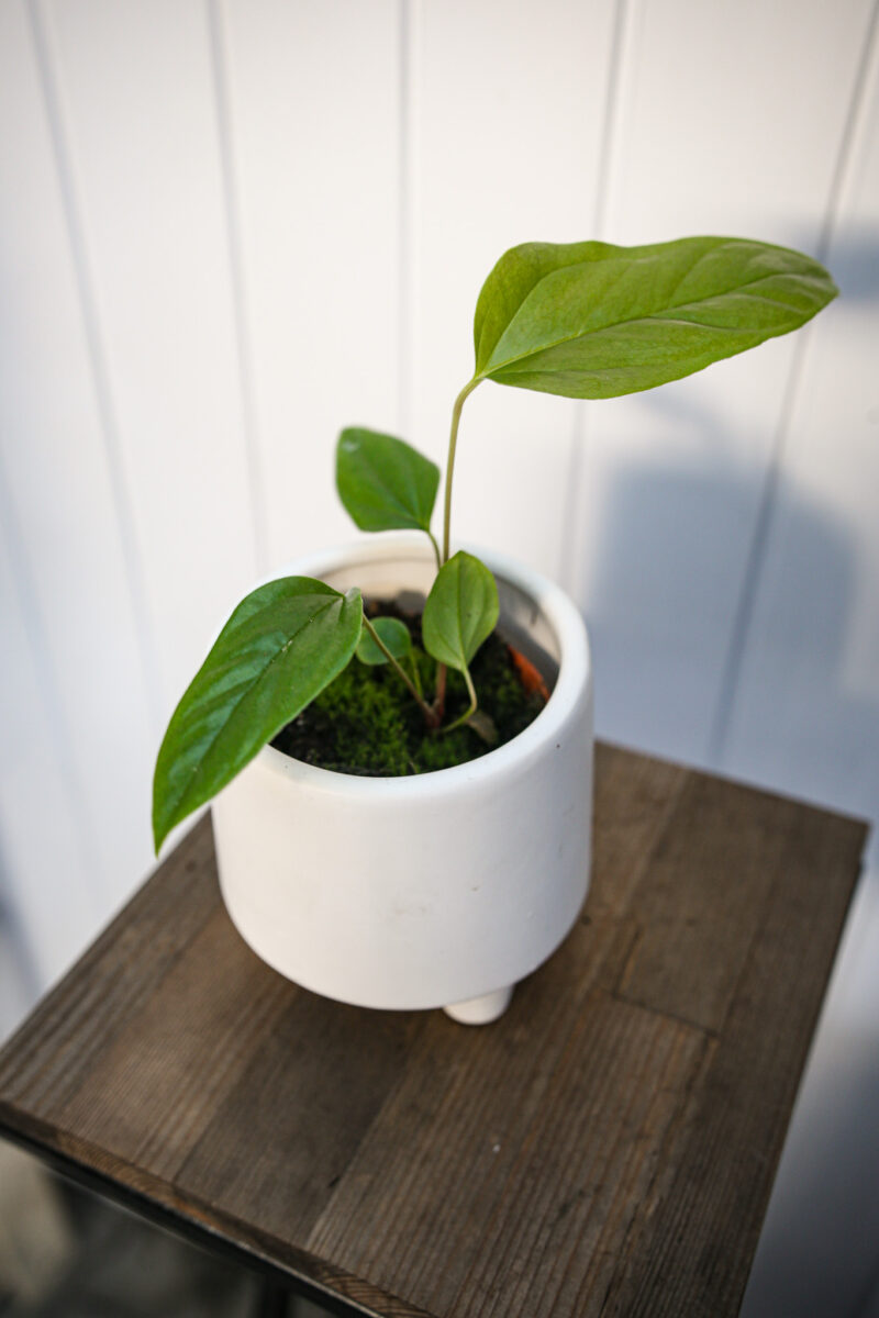 Anthurium Pedatum