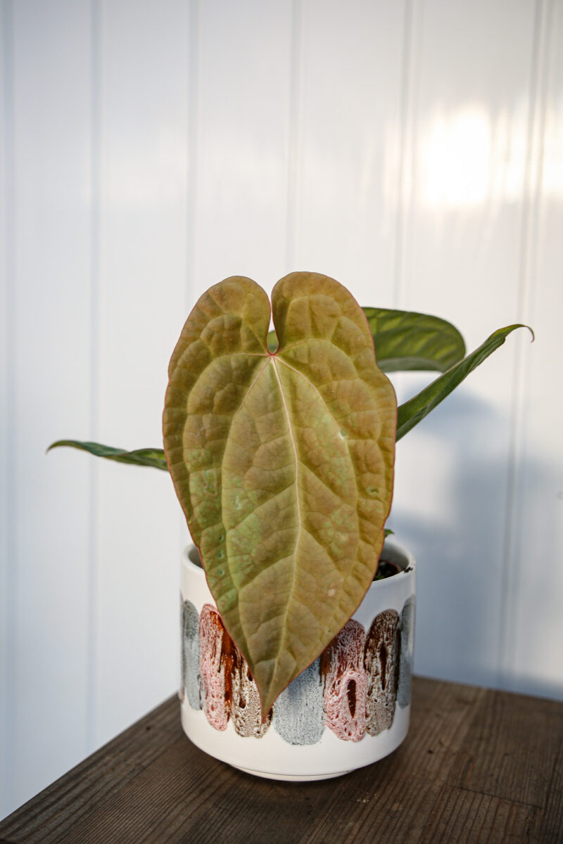 Anthurium crystallinum x luxurians ‘Raven Soul’ Anthurium crystallinum x luxurians ‘Raven Soul’