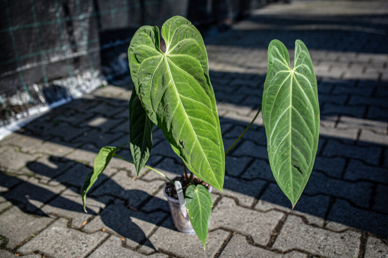 Anthurium Metallicum Anthurium Metallicum