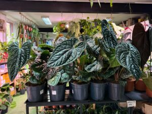 Anthurium Luxurians