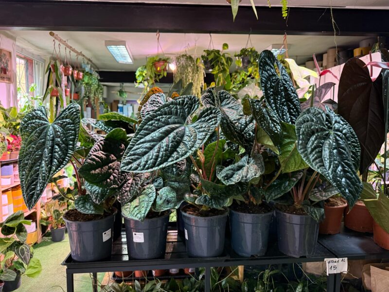 Anthurium Luxurians