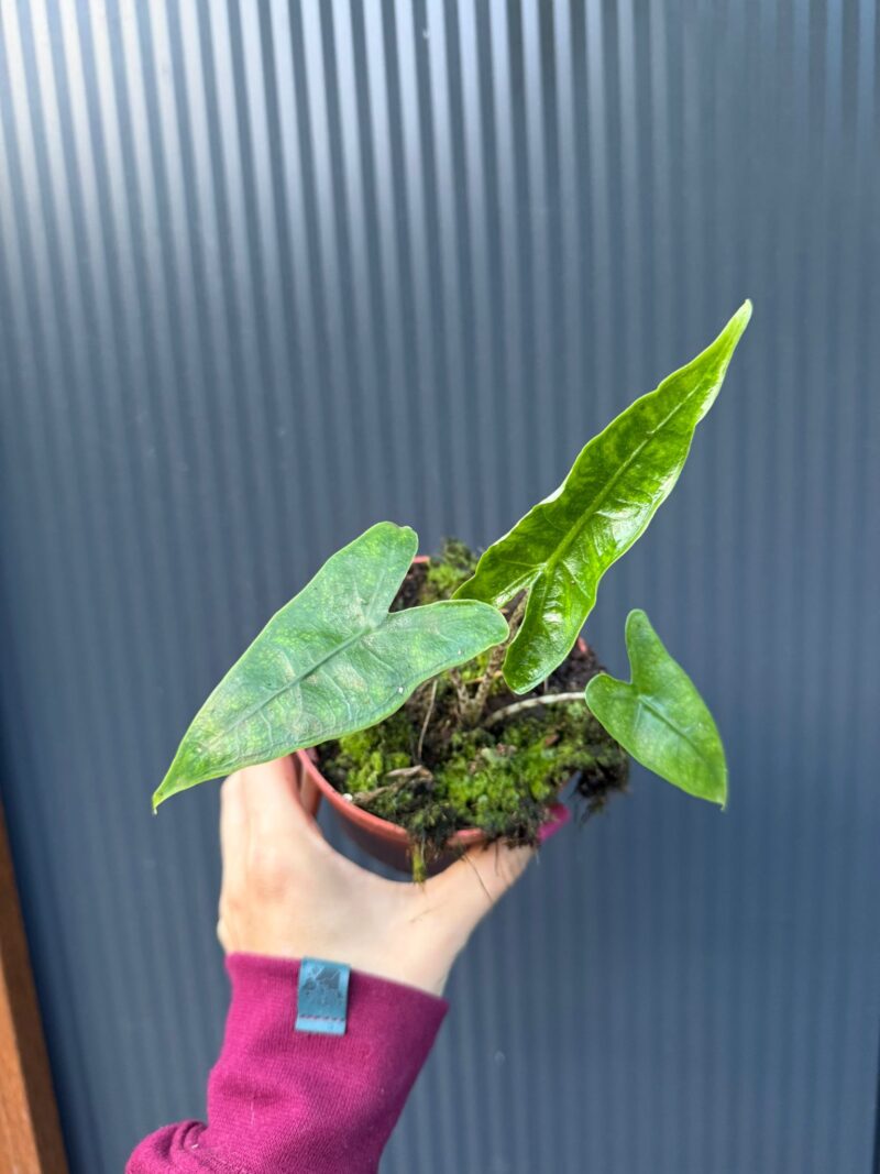Alocasia Reticulata