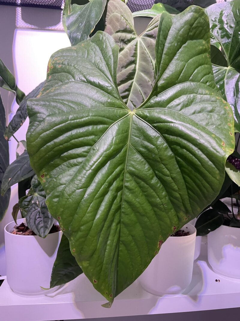 Anthurium Sagittatum nasiona Anthurium Sagittatum nasiona