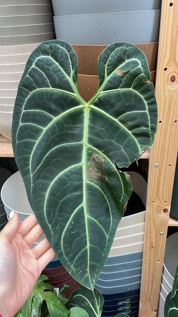 Anthurium Regale II kat Anthurium Regale II kat
