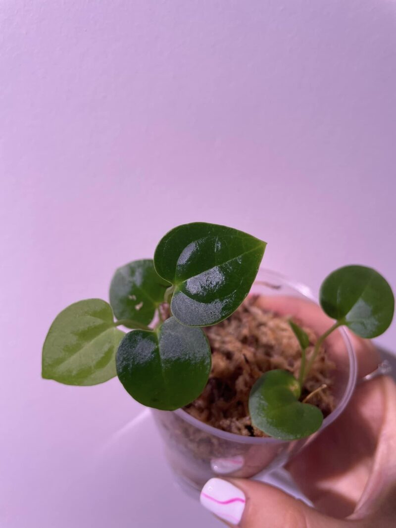 Ace of Spades x Papillilaminum Ace of Spades x Papillilaminum