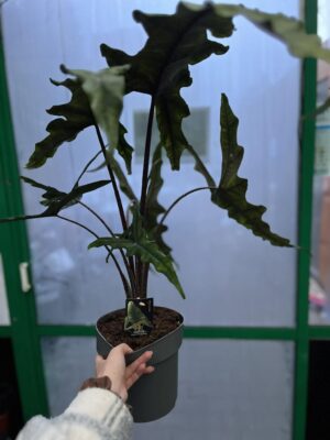 Alocasia Sabrina Narrow