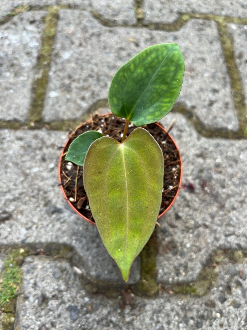 Anthurium papillilaminum seedlings Anthurium papillilaminum seedlings