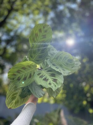 Maranta Light Veins