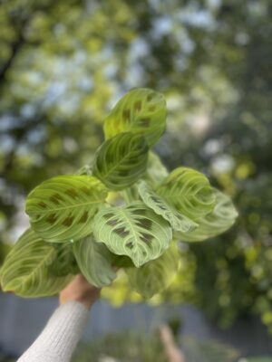 Maranta Light Veins