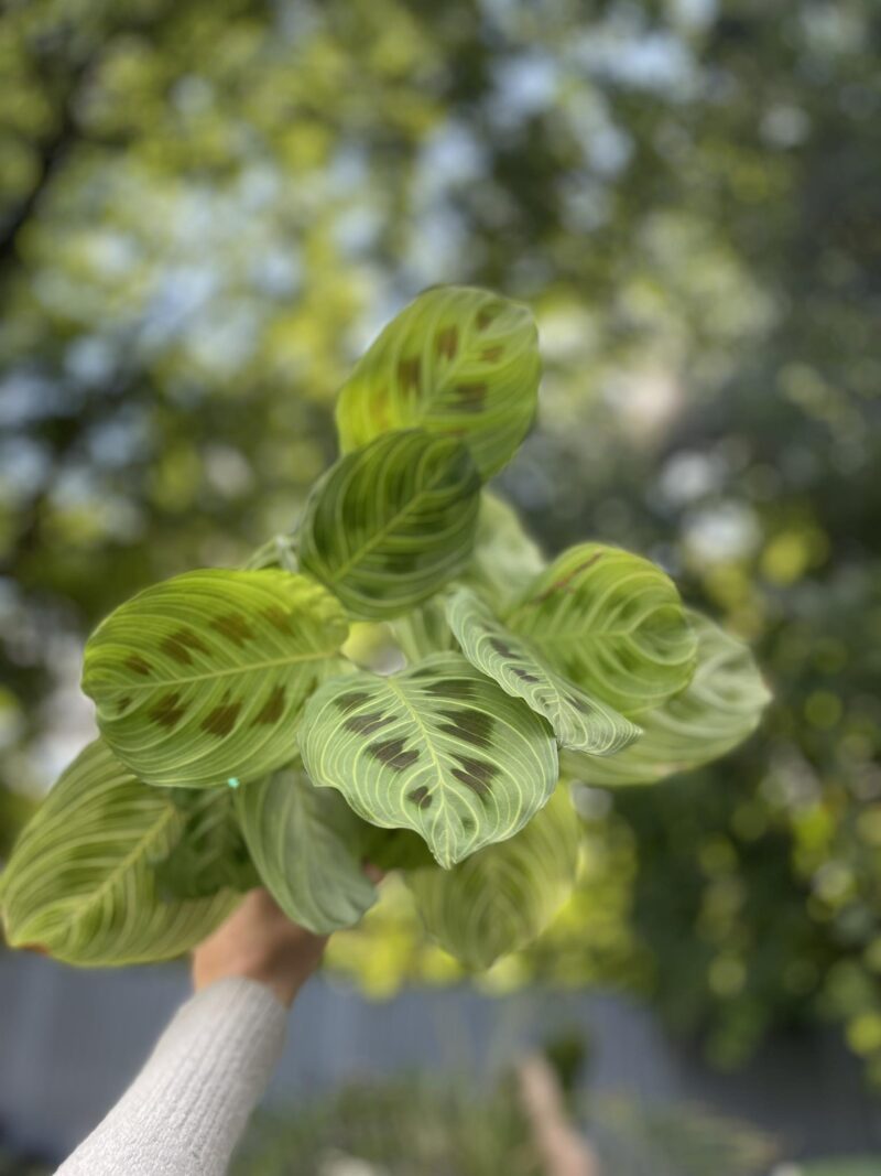 Maranta Light Veins
