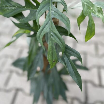 Epipremnum Pinnatum Baltic Blue