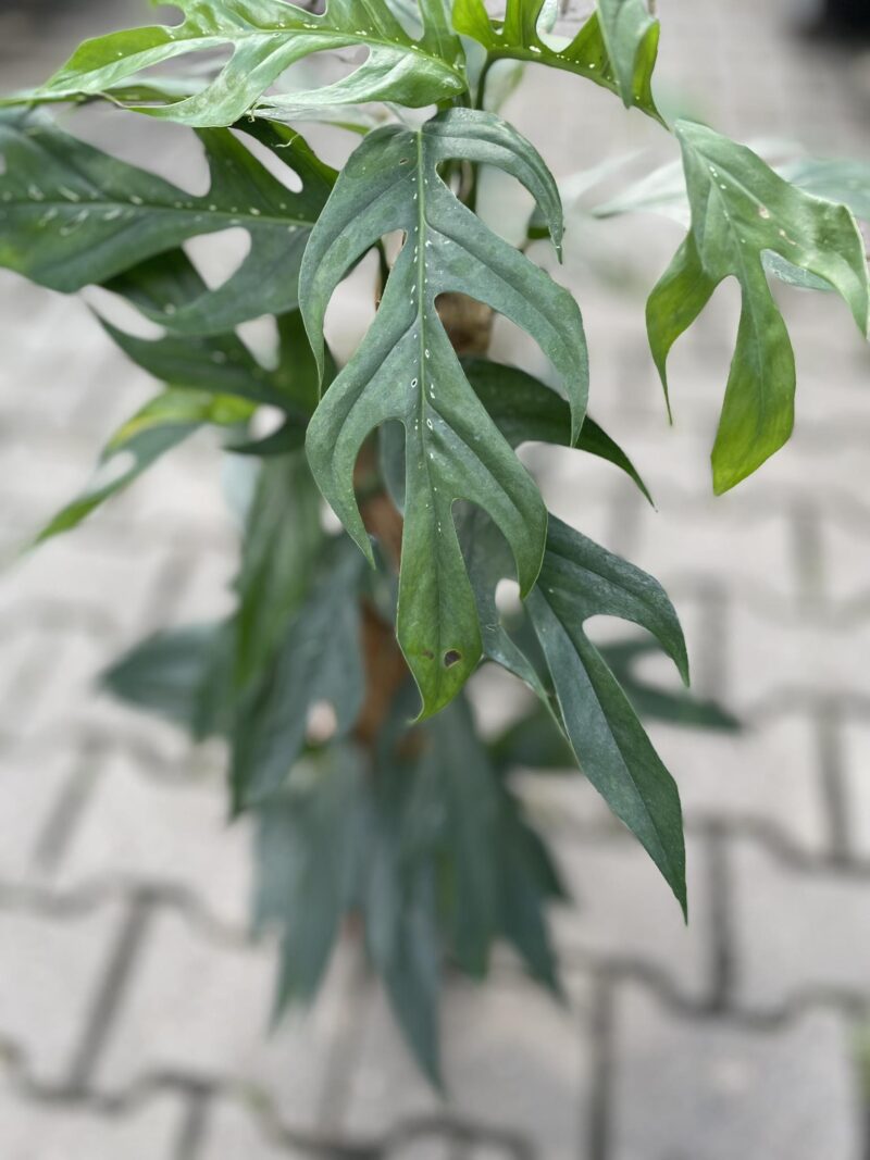 Epipremnum Pinnatum Baltic Blue Epipremnum Pinnatum Baltic Blue