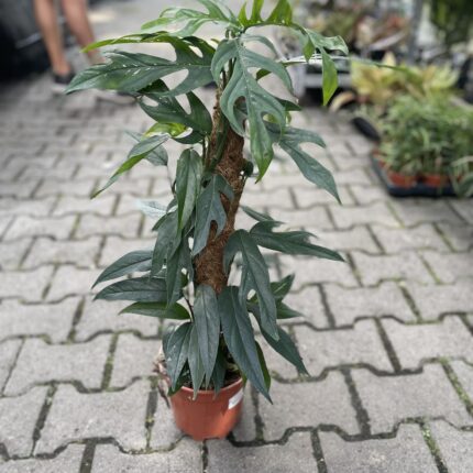 Epipremnum Pinnatum Baltic Blue