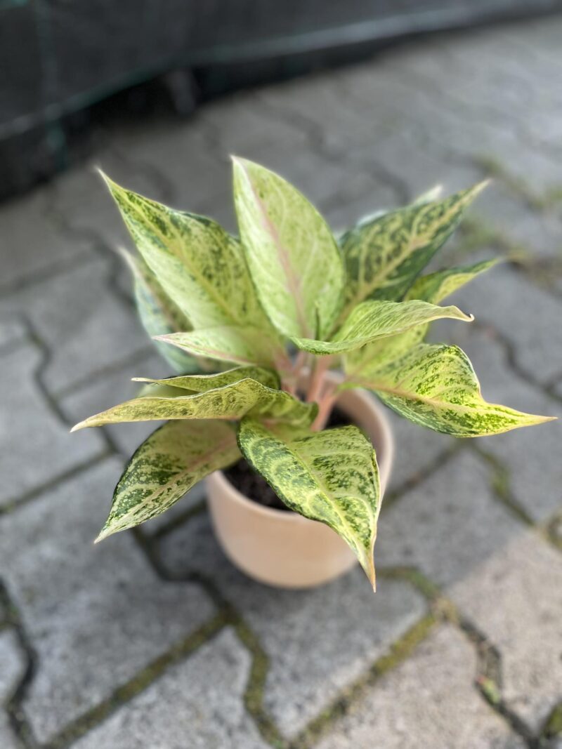 Aglaonema Frozen Aglaonema Frozen