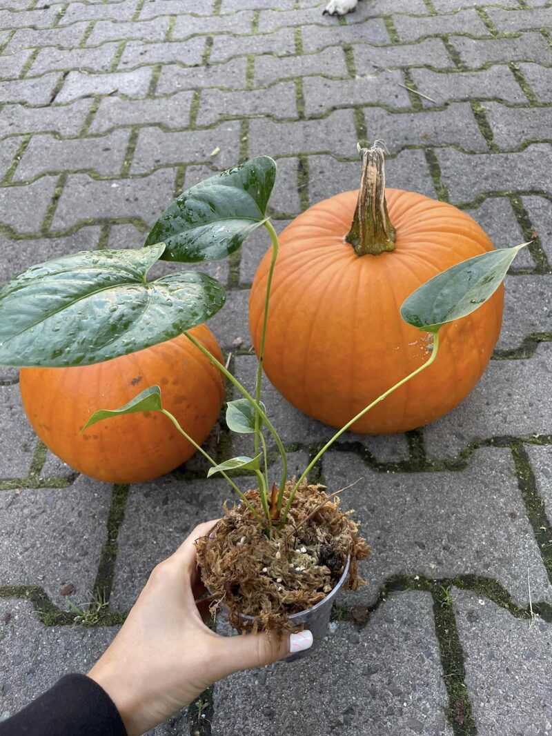 Anthurium decipiens