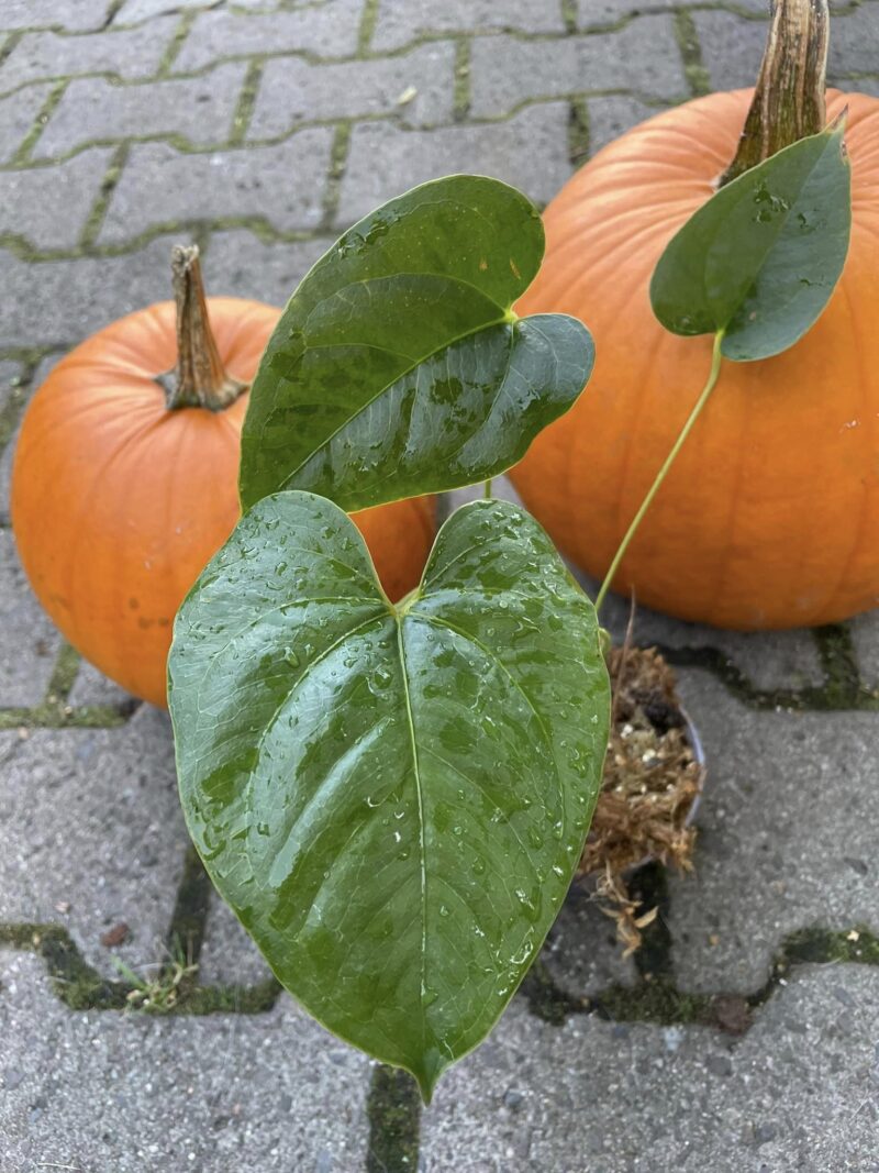 Anthurium decipiens