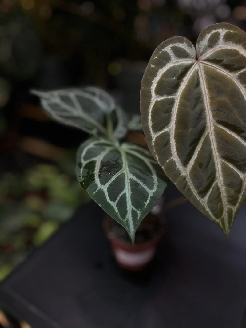 Anthurium Zara x (Michelle x Zara) Anthurium Zara x (Michelle x Zara)