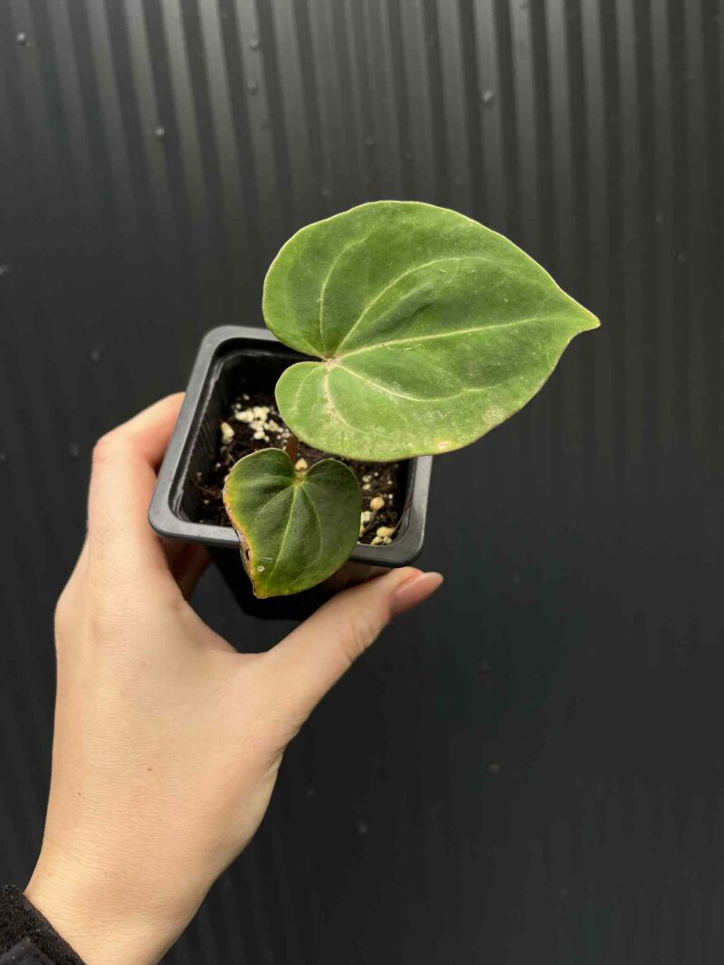 Anthurium ‘HU’ King of Spades Anthurium ‘HU’ King of Spades