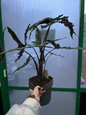 Alocasia Sabrina Narrow