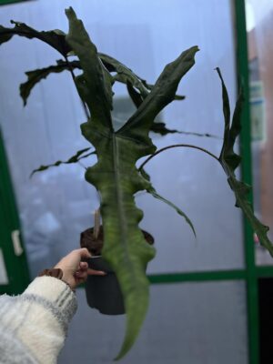 Alocasia Sabrina Narrow
