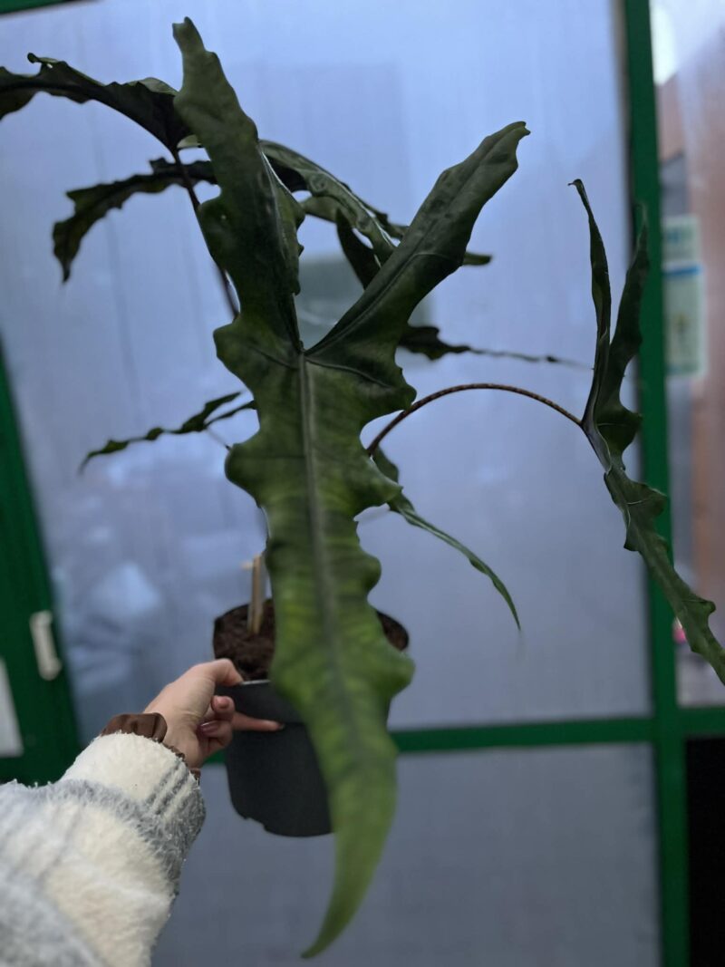 Alocasia Sabrina Narrow