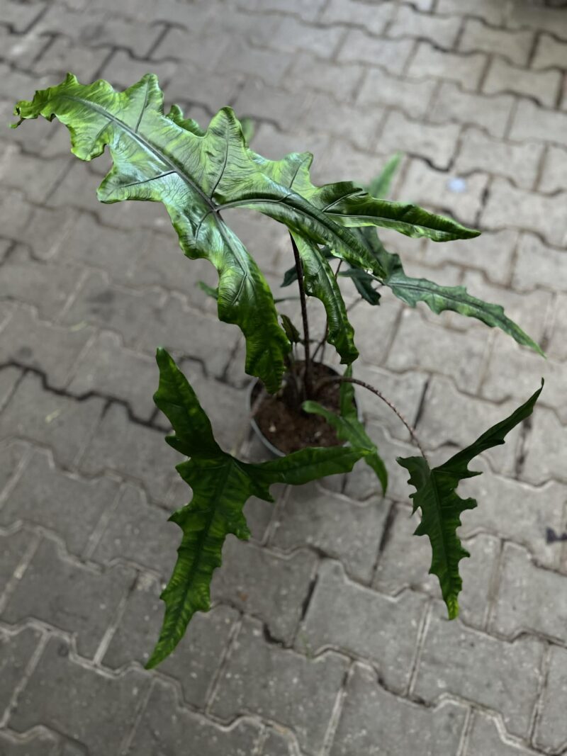 Alocasia Sabrina Narrow