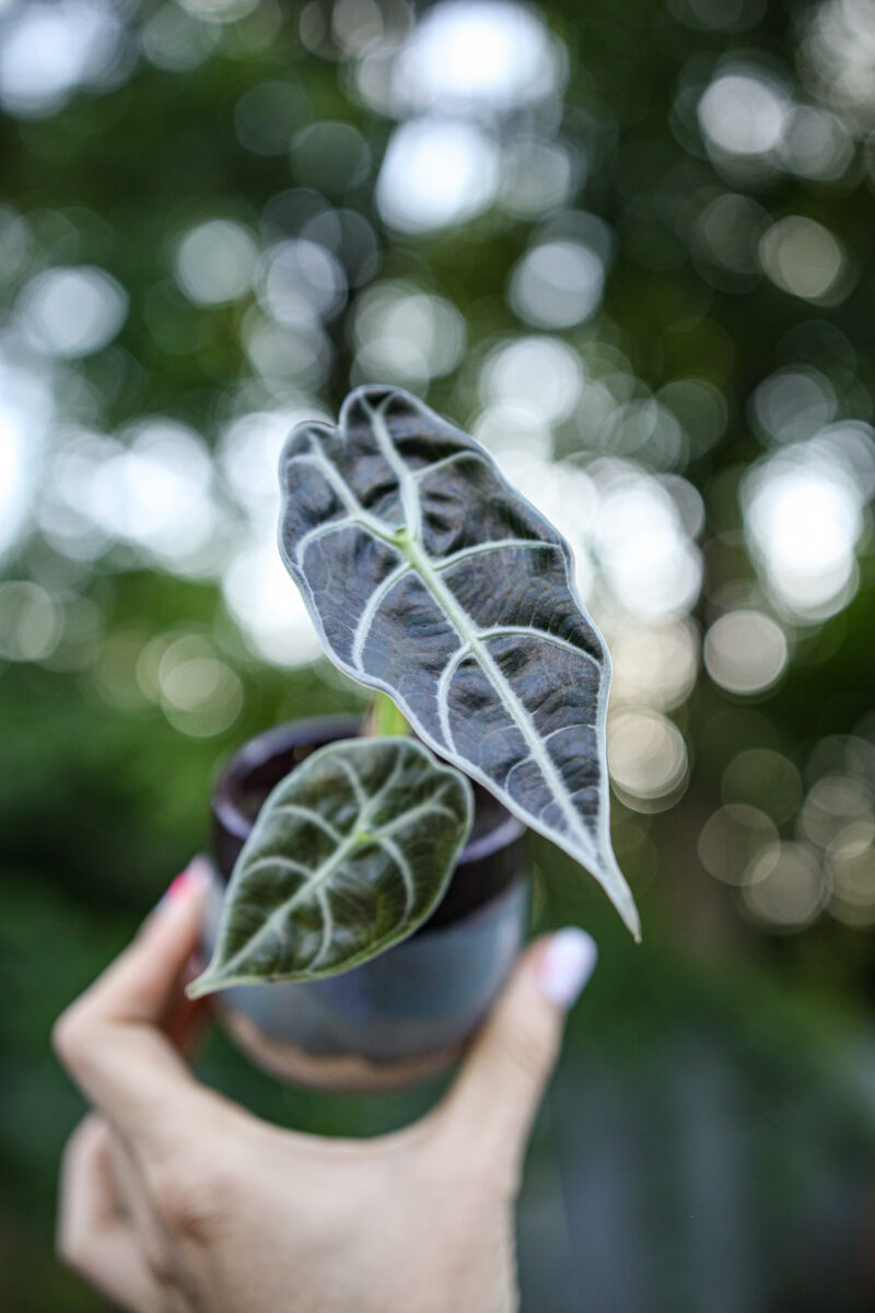 Alocasia Sedenii