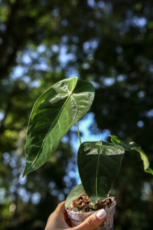 anthurium magnificum x anthurium queremalense