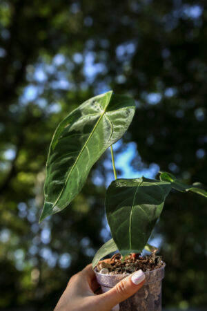 anthurium magnificum x anthurium queremalense