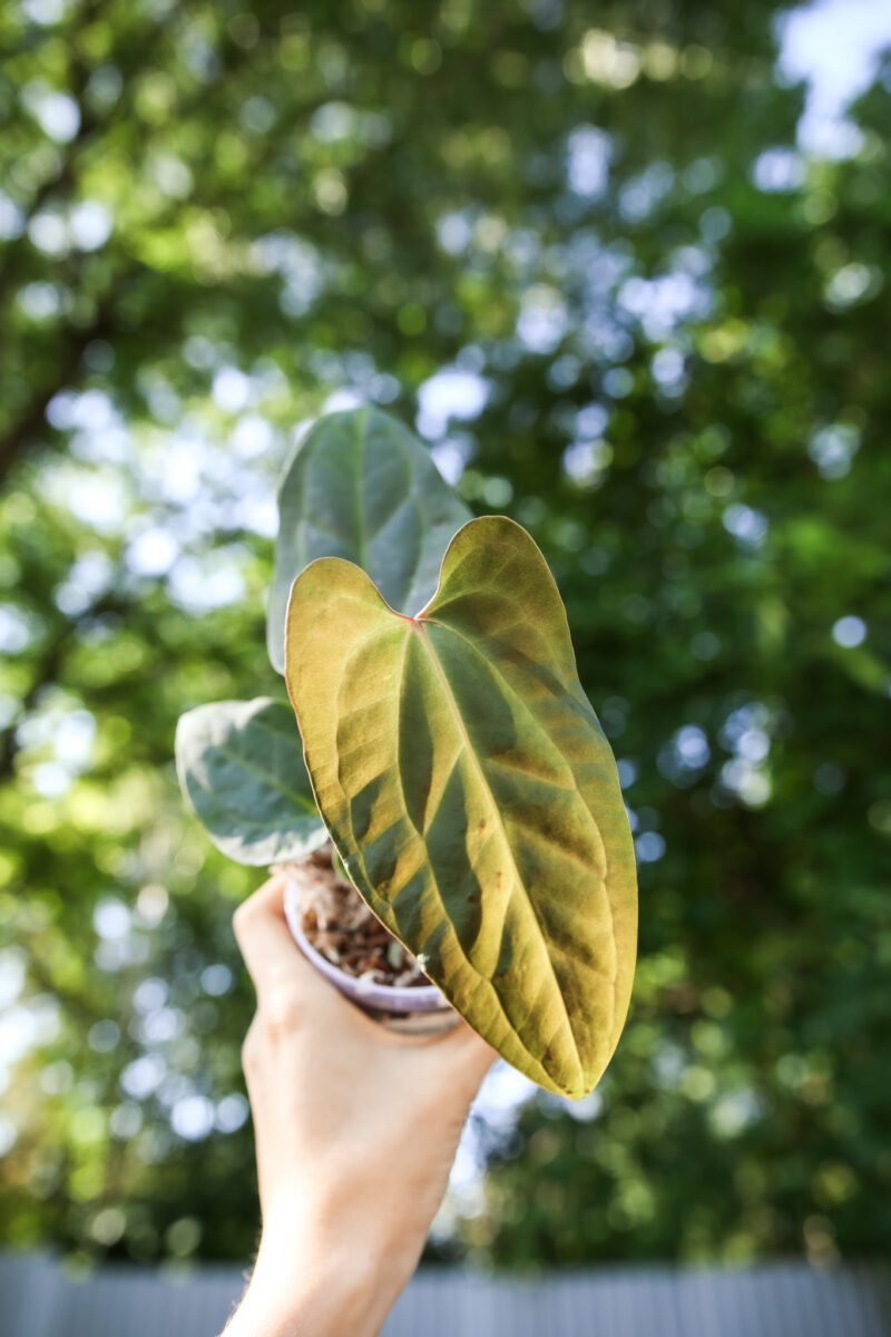 anthurium besseae aff x anthurium pinkleyi anthurium besseae aff x anthurium pinkleyi