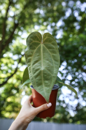 Anthurium Dressleri x Anthurium Crystallinum