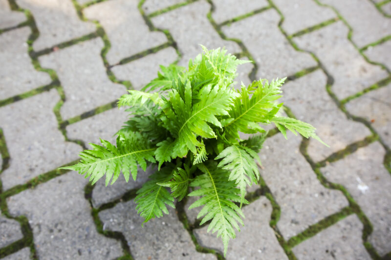Paproć silver lady – blechnum gibbum Paproć silver lady – blechnum gibbum